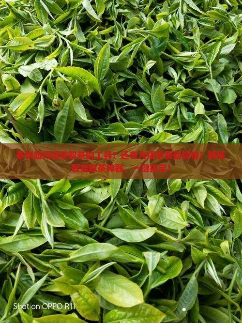 茶饼如何撬茶取茶的工具
