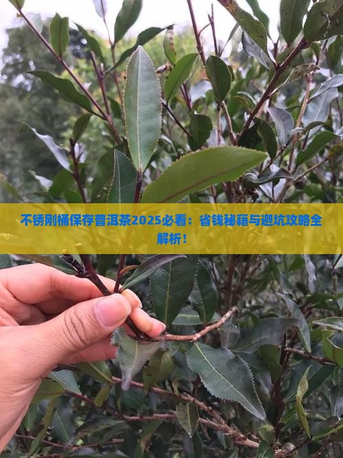 不锈刚桶保存普洱茶