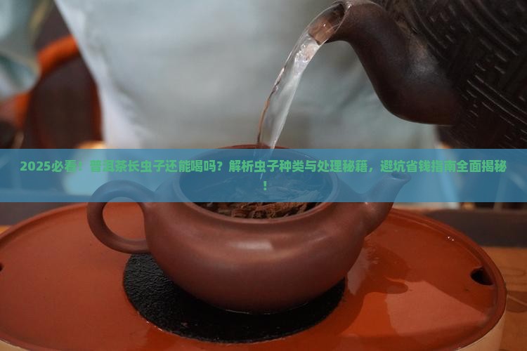 普洱茶长虫子可以喝