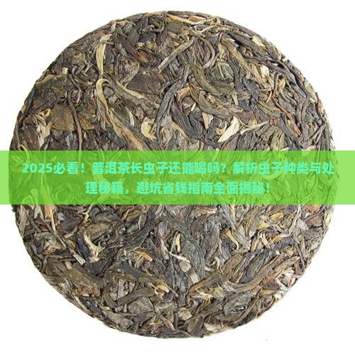 普洱茶长虫子可以喝