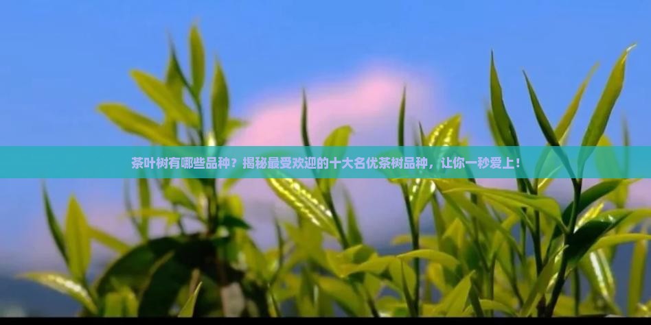 茶叶树有哪些品种