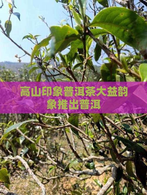 高山印象普洱茶