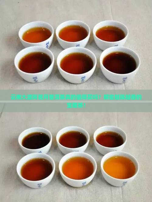 云南大渡岗茗月普洱茶