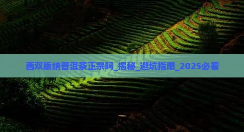 西双版纳普洱茶正宗吗