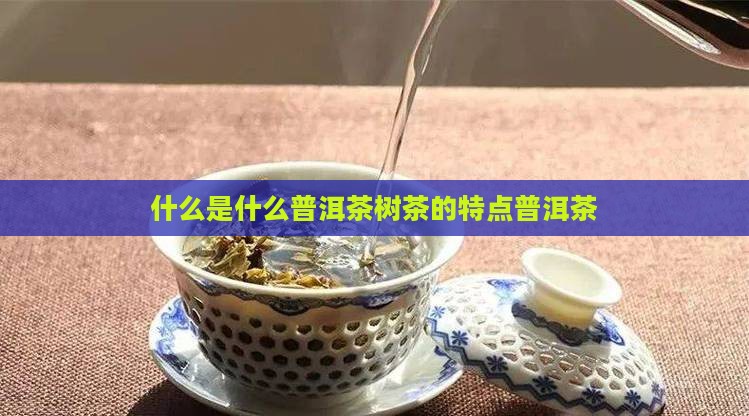 什么是普洱茶树茶的特点
