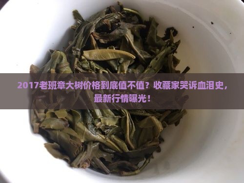 2017老班章大树价格