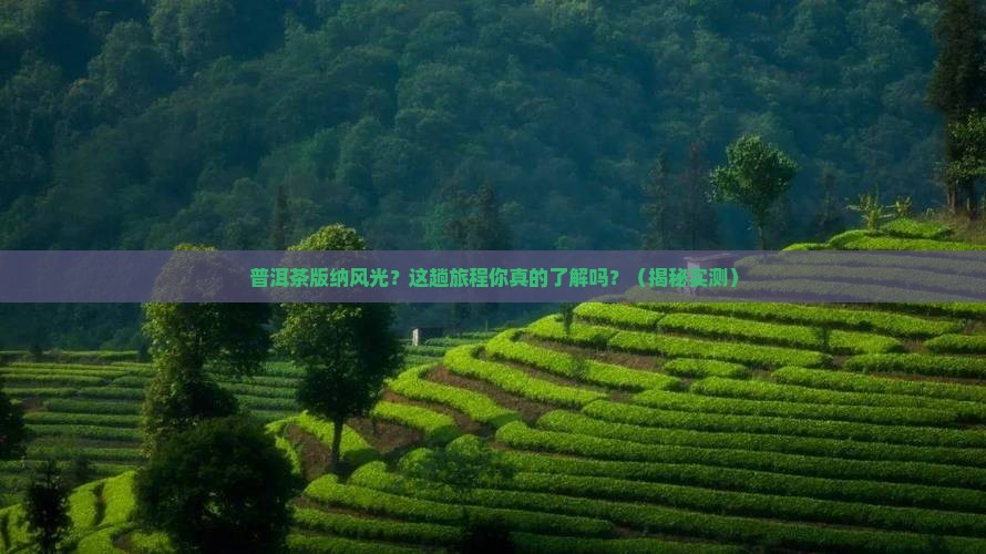 普洱茶版纳风光