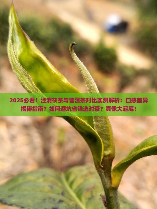 感觉泾渭茯茶没普洱茶好喝