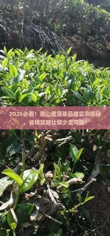青山普洱茶品牌