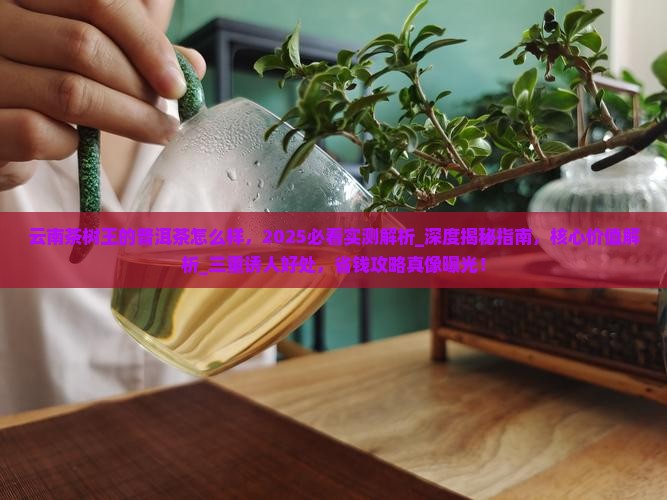 云南茶树王的普洱茶怎么样