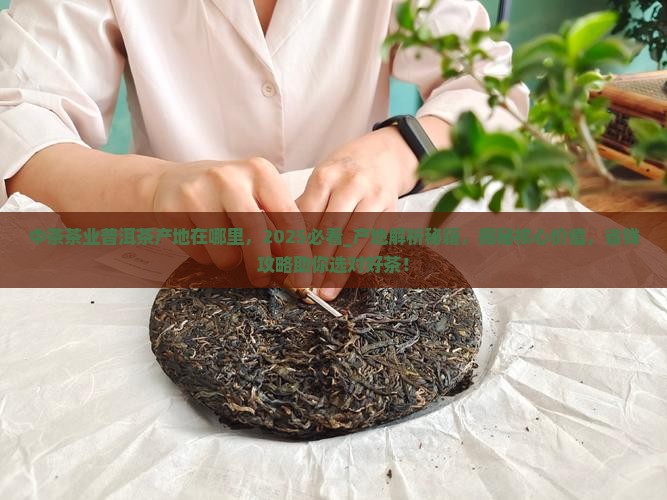中茶茶业普洱茶产地在哪里