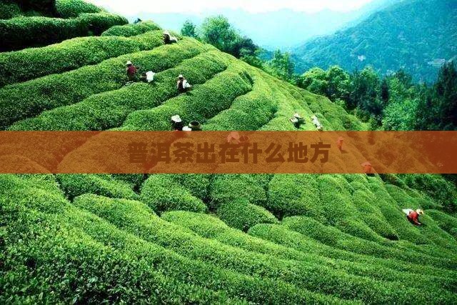 普洱茶出在什么地方
