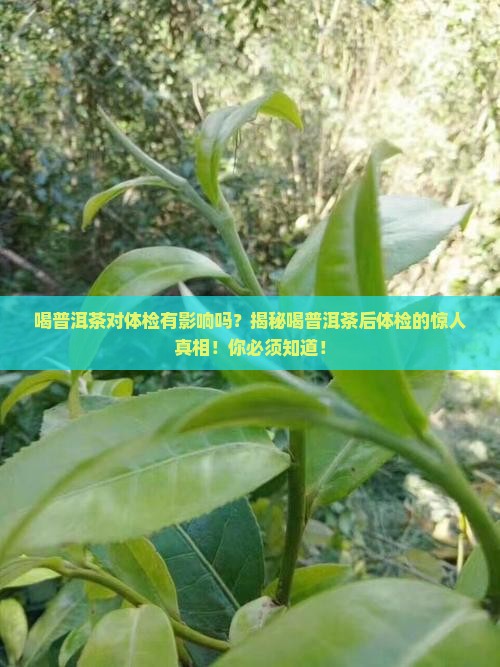 喝普洱茶对体检有影响吗