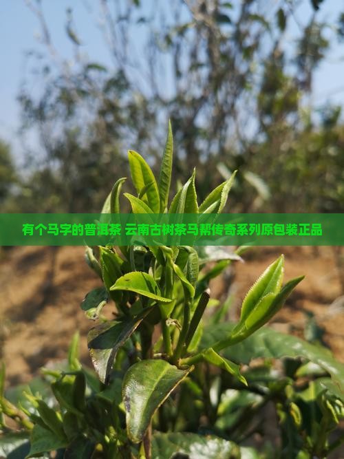 有个马字的普洱茶