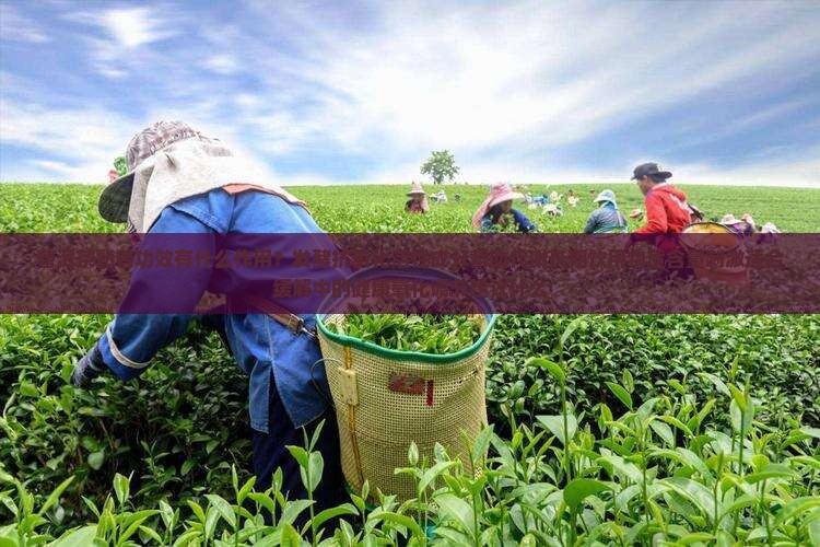 喝熟普洱茶功效