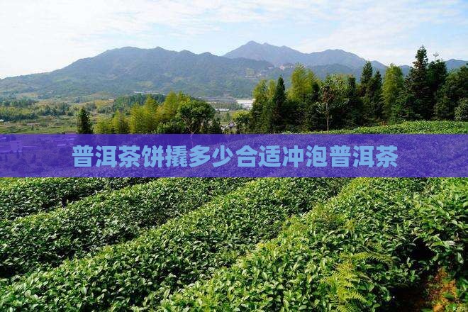 普洱茶饼撬多大冲泡