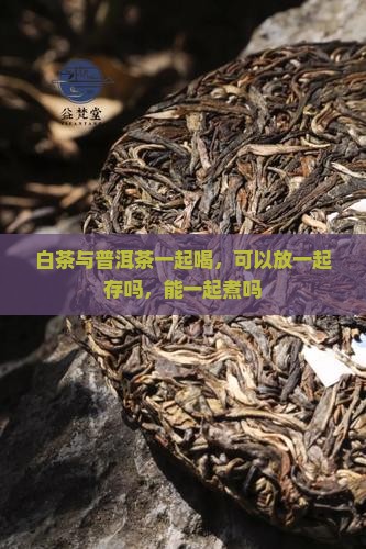 白茶与普洱茶一起喝