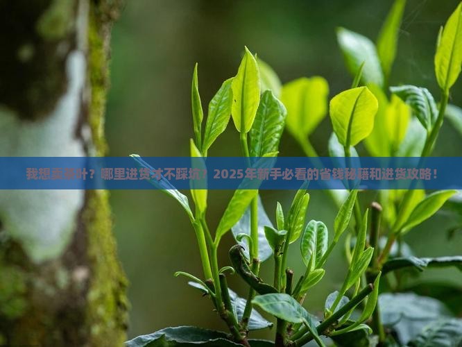 我想卖茶叶哪里进货好呢