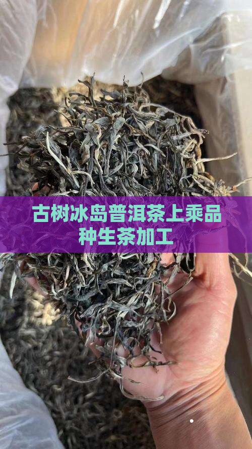 800年古树茶冰岛