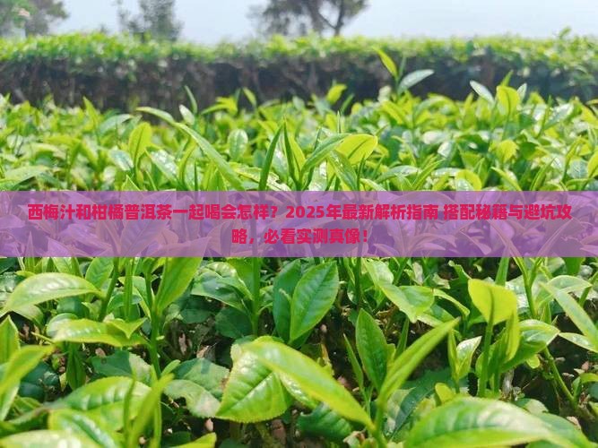 西梅汁和柑橘普洱茶一起喝