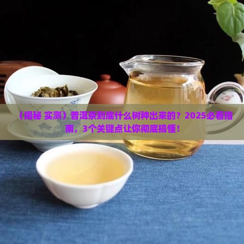 普洱茶什么树种出来的