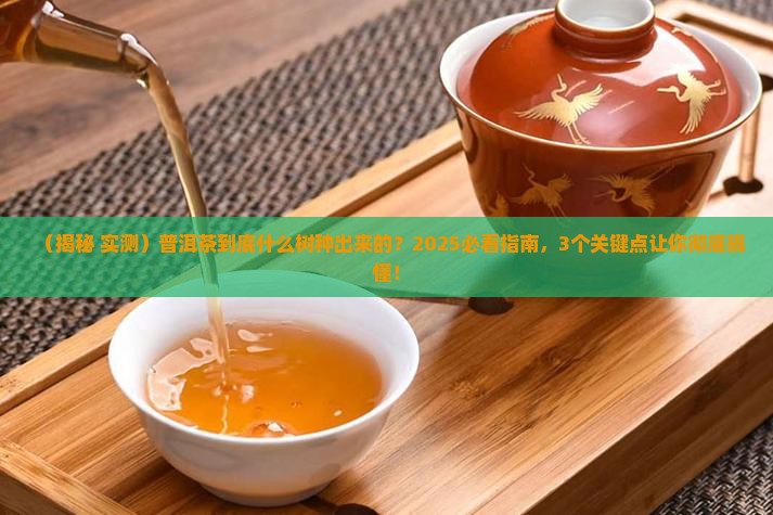 普洱茶什么树种出来的