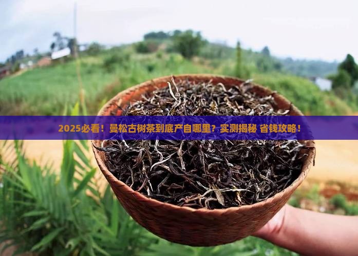 曼松古树茶产自哪里