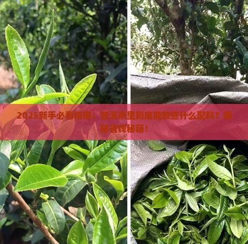 普洱茶里面放些什么配料