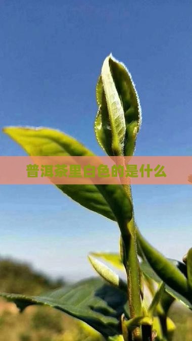 普洱茶里白色的是什么