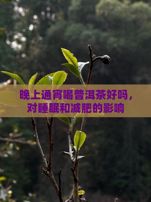 晚上通宵喝普洱茶好吗