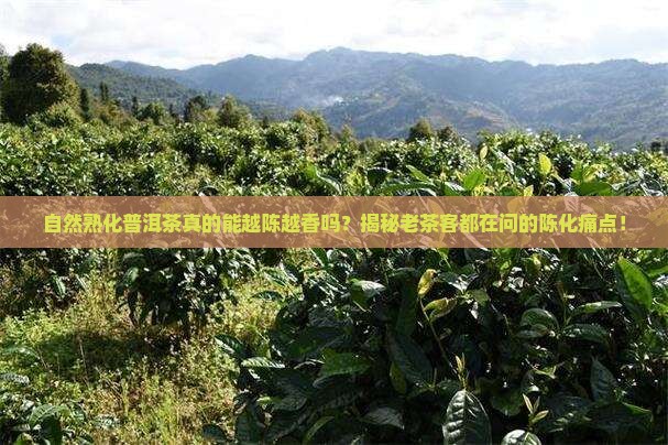 自然熟化普洱茶