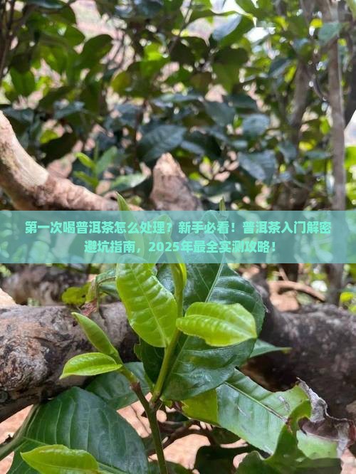 第一次喝普洱茶怎么处理