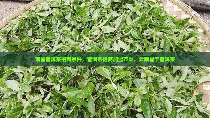 南昌普洱茶招商条件