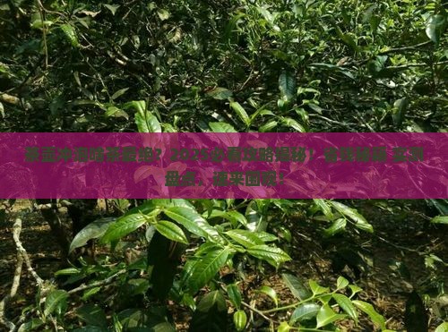 茶壶主要冲泡什么茶