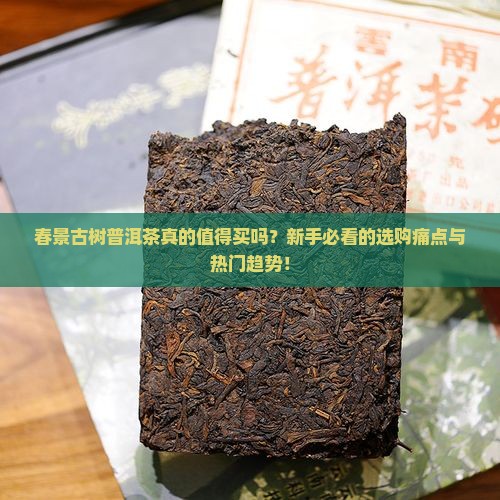 春景古树普洱茶
