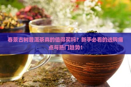 春景古树普洱茶