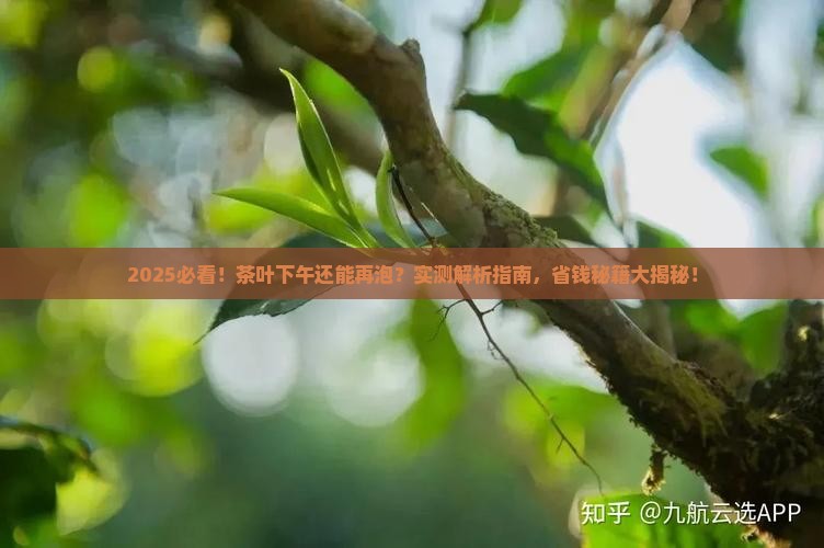 上午泡过的茶叶下午还能泡吗