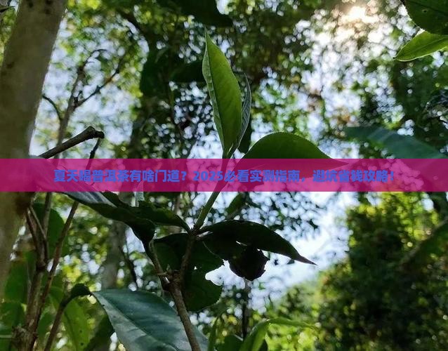夏天可以吃普洱茶
