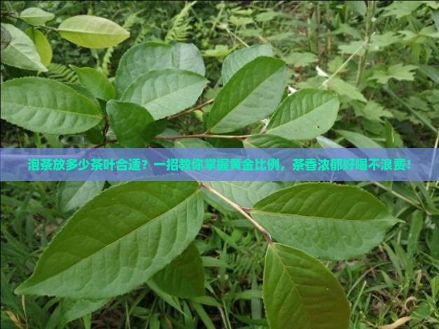 泡茶放多少茶叶合适