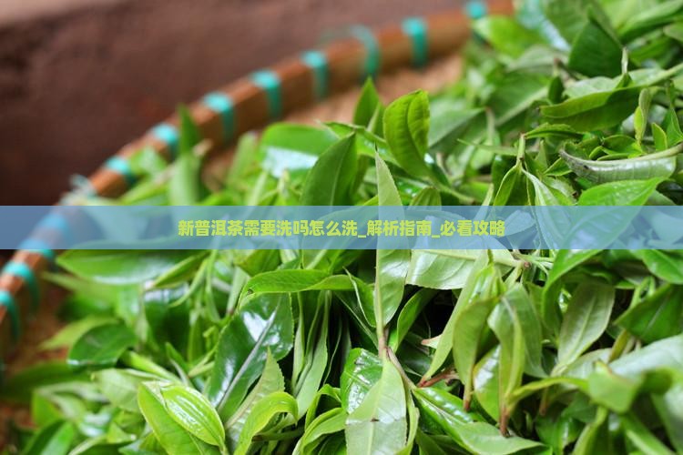 新普洱茶需要洗吗怎么洗
