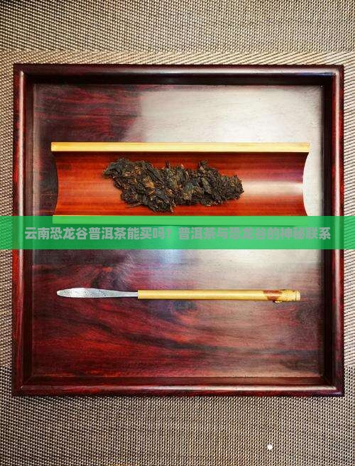 云南恐龙谷普洱茶能买吗