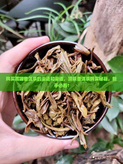 购买高端普洱茶的渠道和渠道