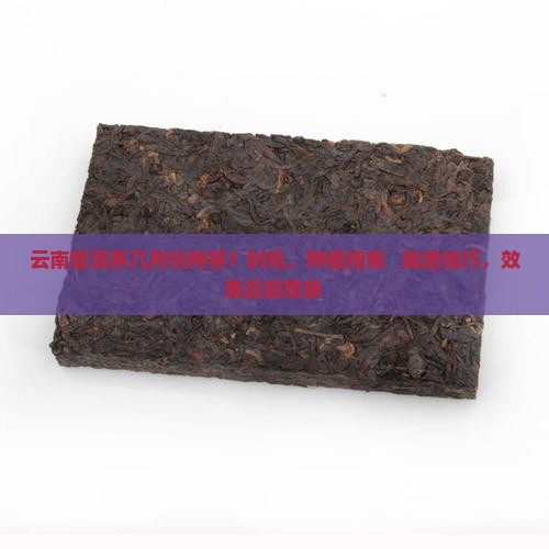 云南普洱茶几月份种茶