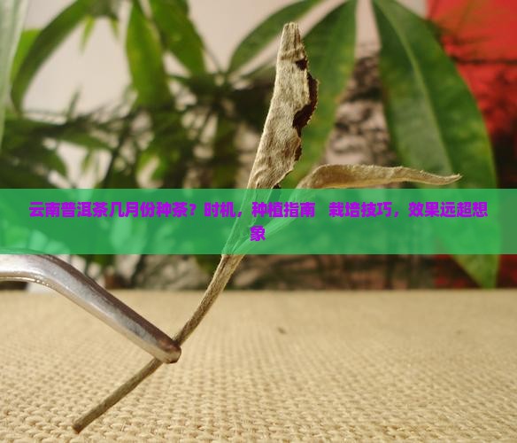 云南普洱茶几月份种茶