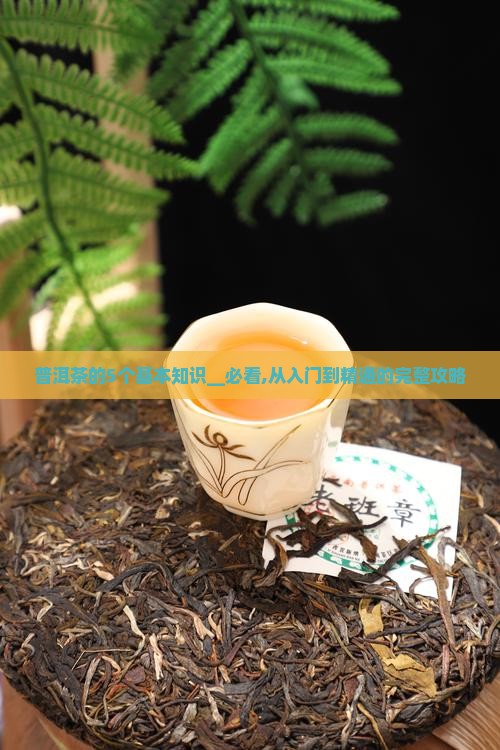 普洱茶的5个基本知识