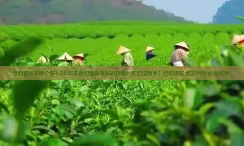 昔归普洱茶哪个品牌好