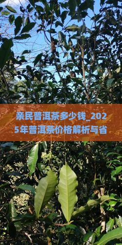 亲民普洱茶多少钱