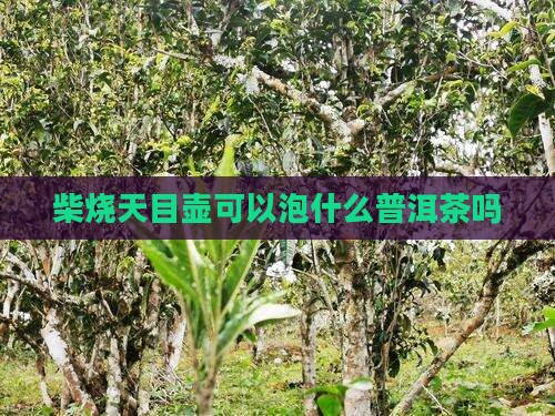 柴烧天目壶可以泡普洱茶吗
