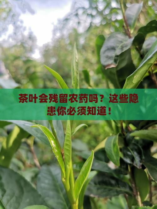 茶叶会残留农药吗