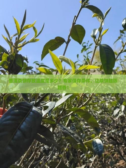 普洱茶饼存放温度是多少